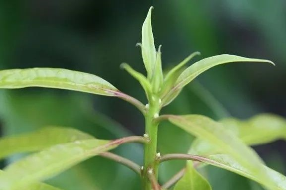 芒果控旺的真正的目的是什么?