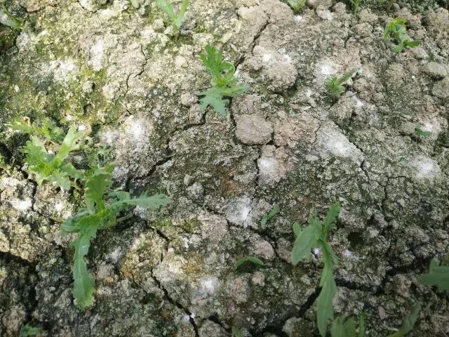 為什么我們常年種植同種作物產(chǎn)量會(huì)下降？