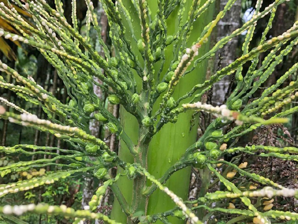檳榔落花落果的原因是什么？如何防治？