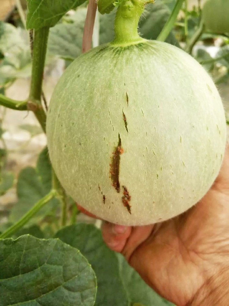警惕！作物裂瓜裂果、臍腐病頻發(fā)，竟是缺了這些元素！