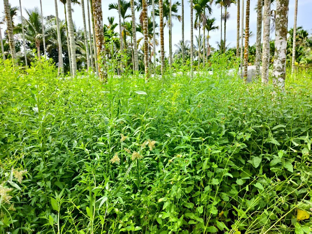 除草劑選不對(duì)？白花錢(qián)還傷作物！一文教你精準(zhǔn)選用，對(duì)癥除草