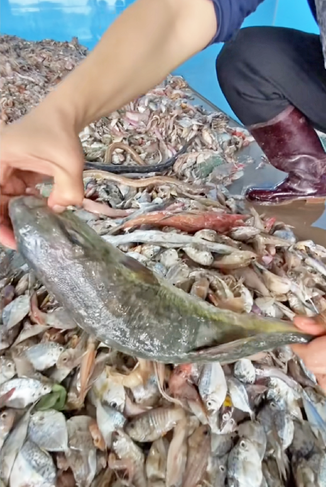 認(rèn)準(zhǔn)這3招，輕松辨別魚(yú)蛋白肽水溶肥料真假